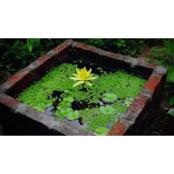 7a-lotus plant-2045844-45443.webp